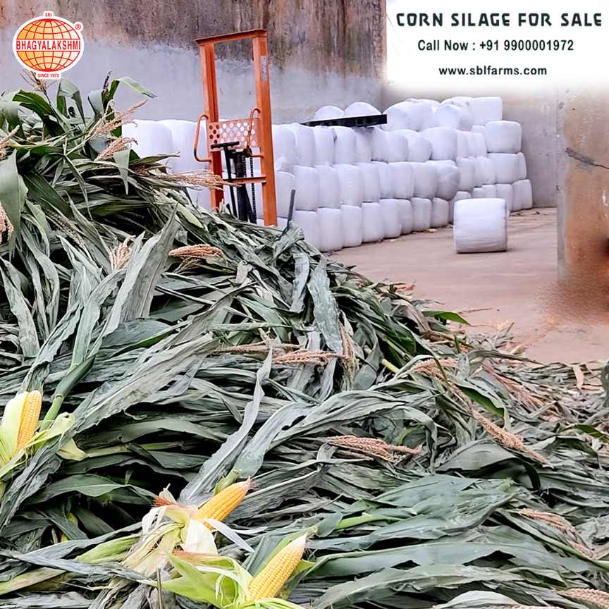 Corn Silage Suppliers in Bangalore | Corn Silage for Sale  |  Corn Silage, Baby Corn Silage manufacturers, suppliers & exporters in Bangalore | corn silage for sale in bangalore |  Sri Bhagyalakshmi Farms Corn Silage Bangalore| Silage Balers | Animal Feed Manufacturers | Production of Silage |Cattle feed manufacturers & suppliers - SBL Farms is solving the biggest fodder crisis in India, by supplying Silage bales, Bailing machines to dairy farmers, Cooperatives, Animal Husbandry | Best Cattle Feed Manufacturers & Silage Suppliers in India | Indias Best Baled Silage Producers